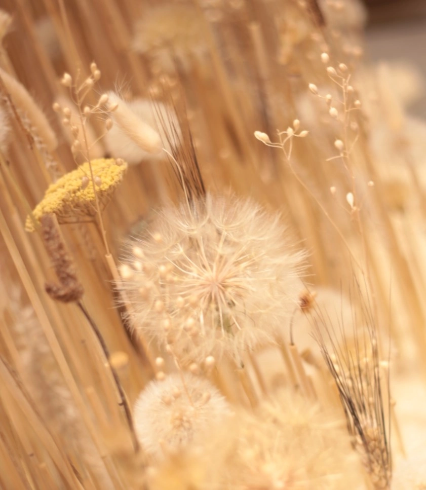 Dandelion stems placed in a custom-fabricated retail floor
